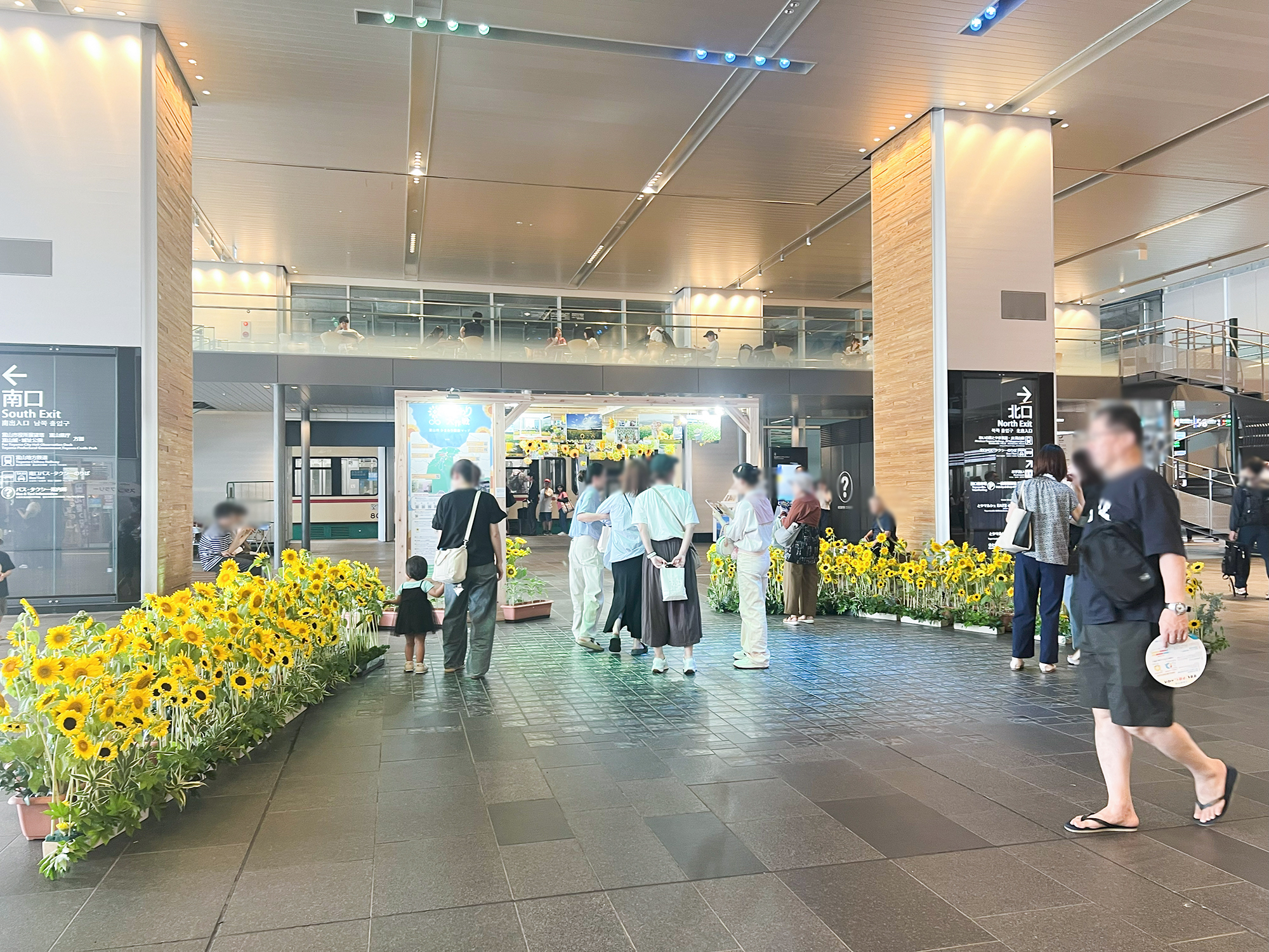 地域の方とヒマワリの種を植え、富山駅通路をヒマワリで彩りました：富山市「ヒマワリプロジェクト」