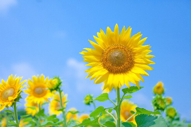 夏季休業のお知らせ