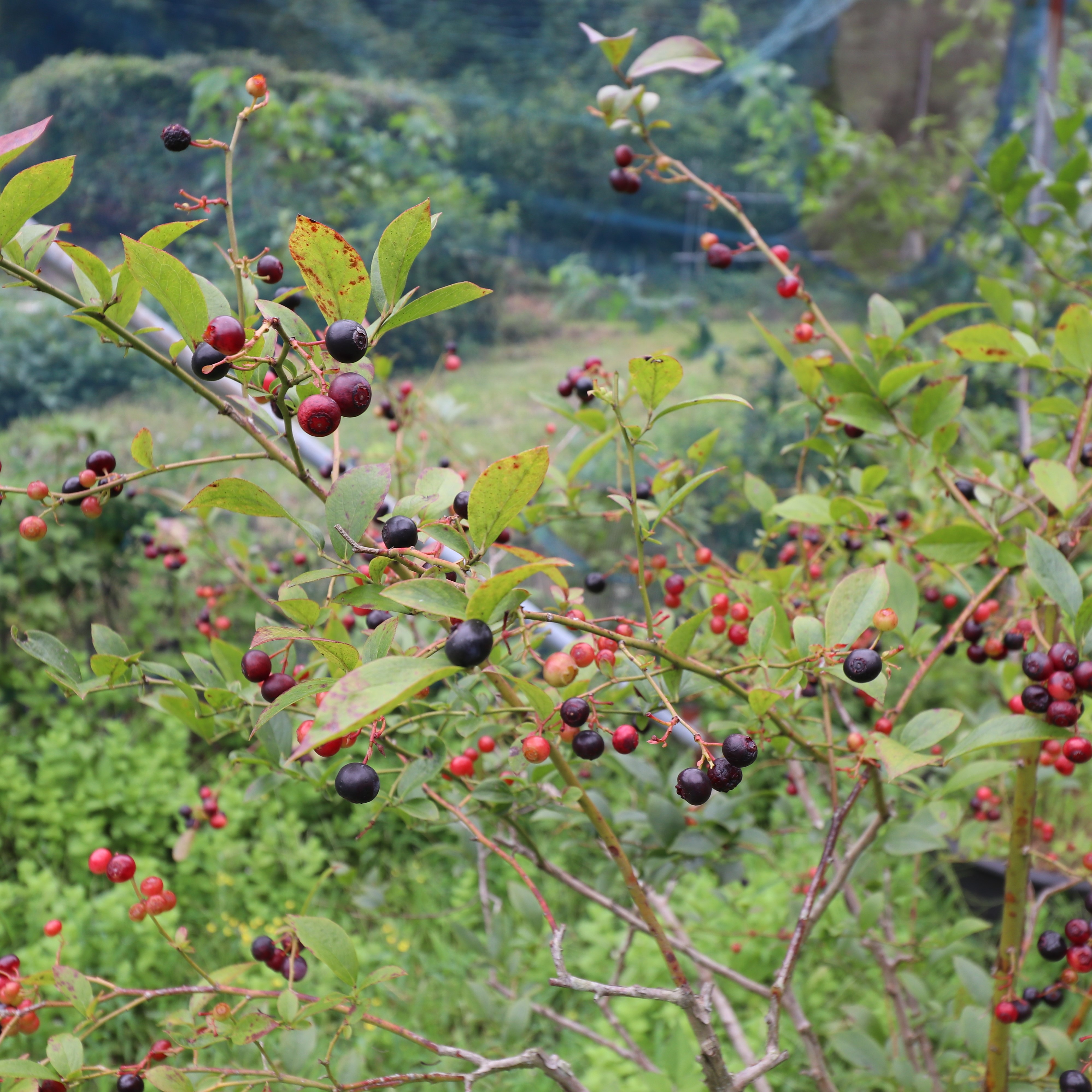 #4 無農薬・無肥料の自然栽培、ブルーベリー観光農園