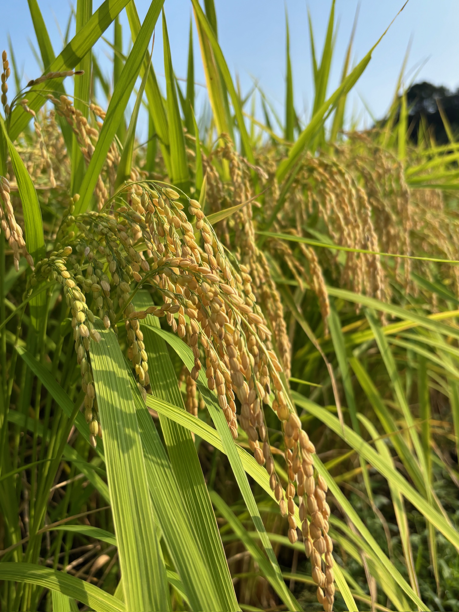 恋の予感ってどんなお米？ — 甘みとふんわり食感が魅力の“恋するごはん”