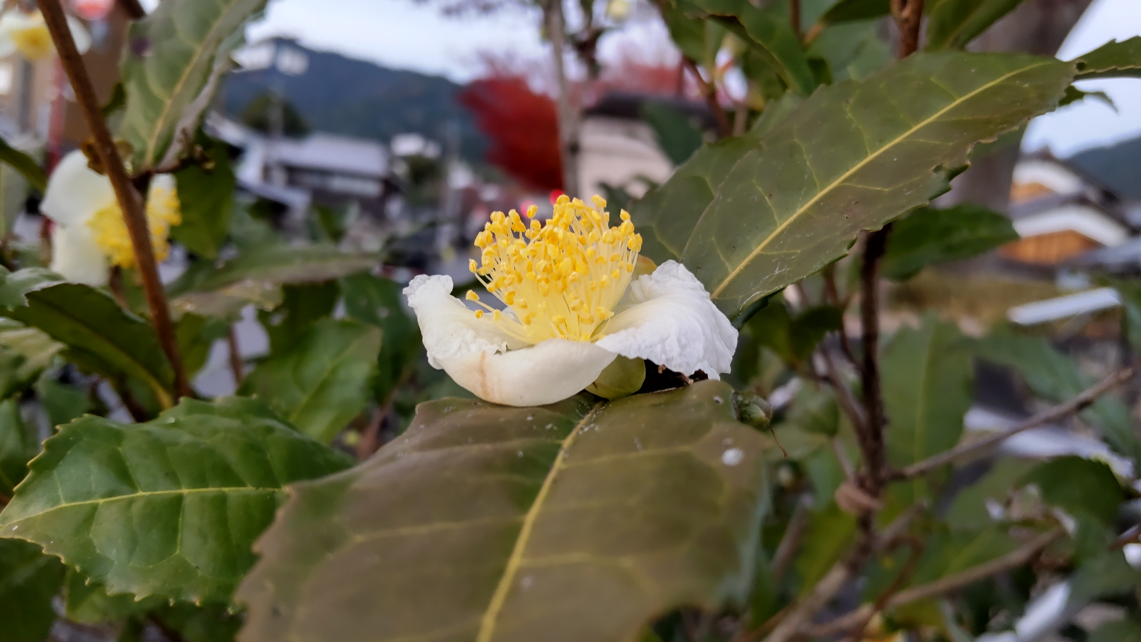 寒くなりましたね。お茶の花が咲いていました＾＾