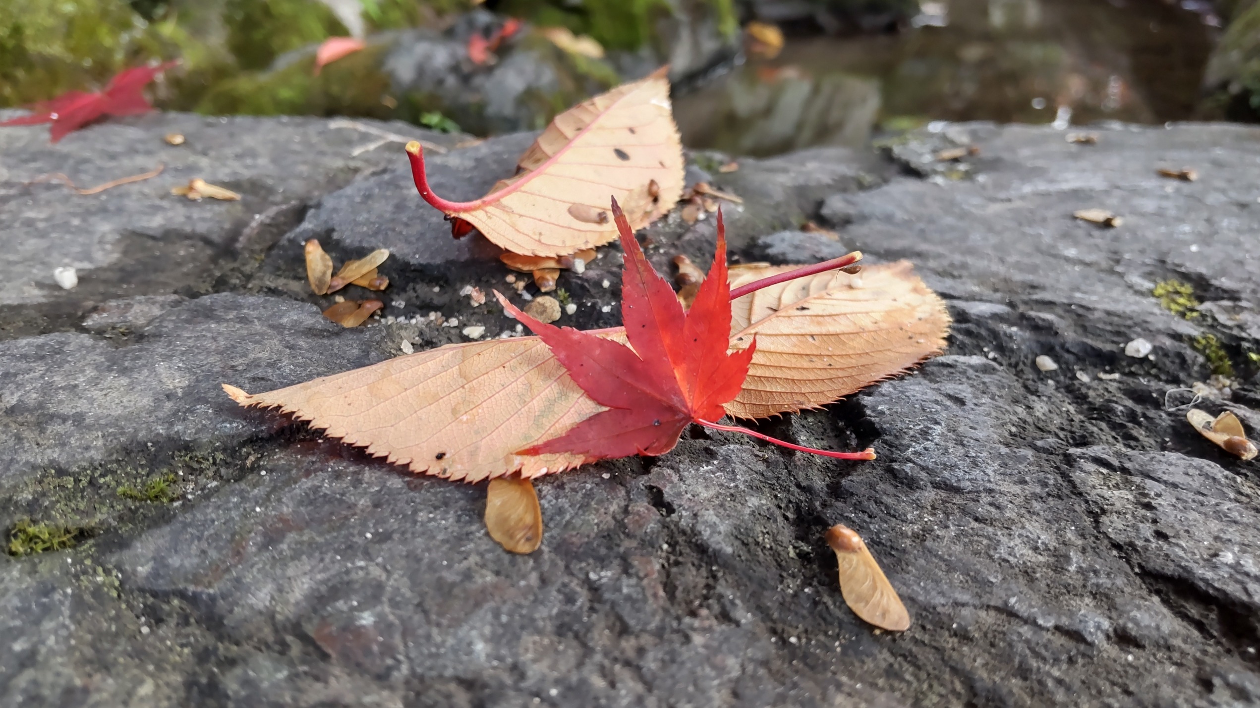 気が付けば紅葉ばかり撮ってしまいます＾＾