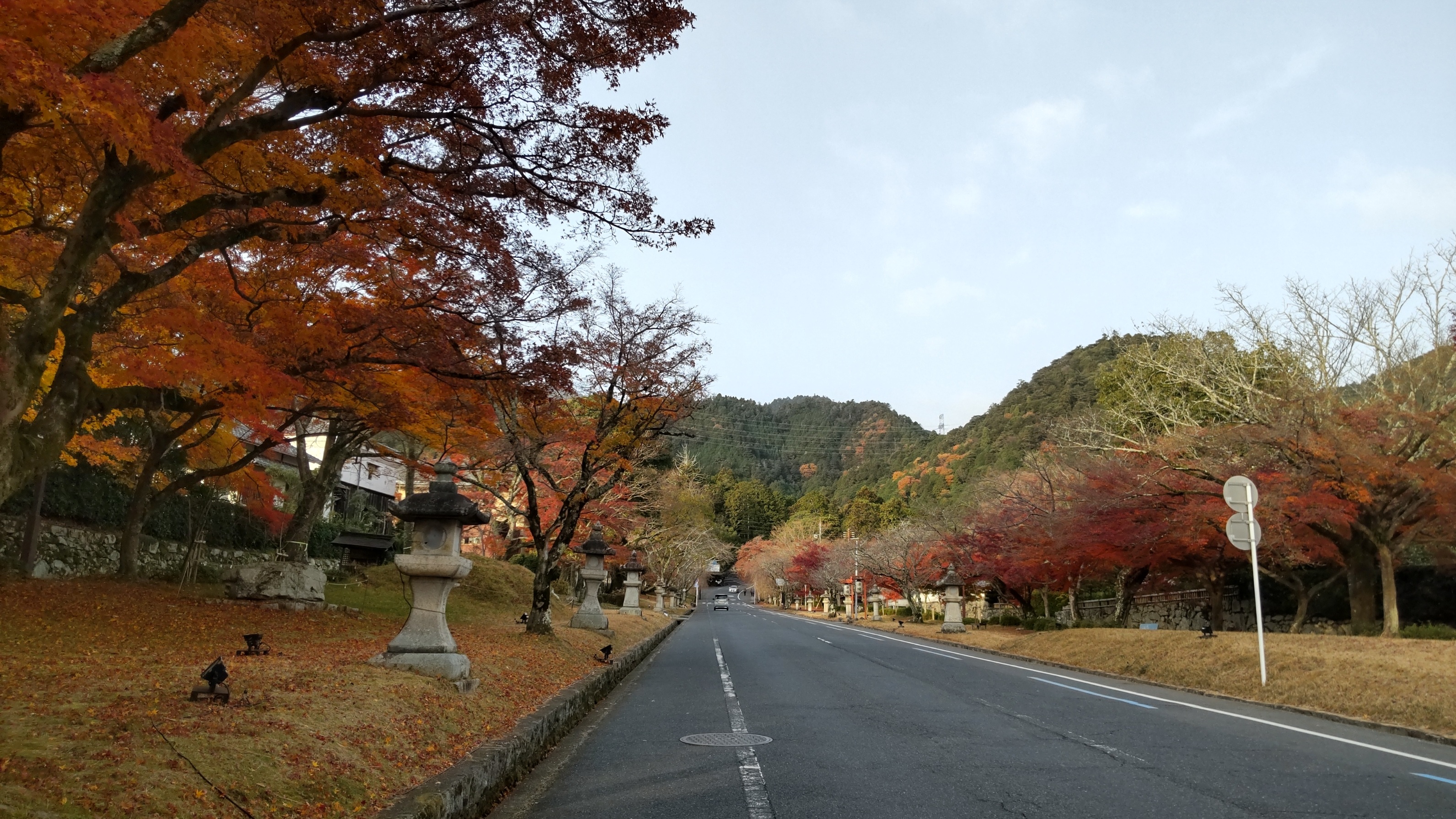 久しぶりに日吉大社参道の紅葉