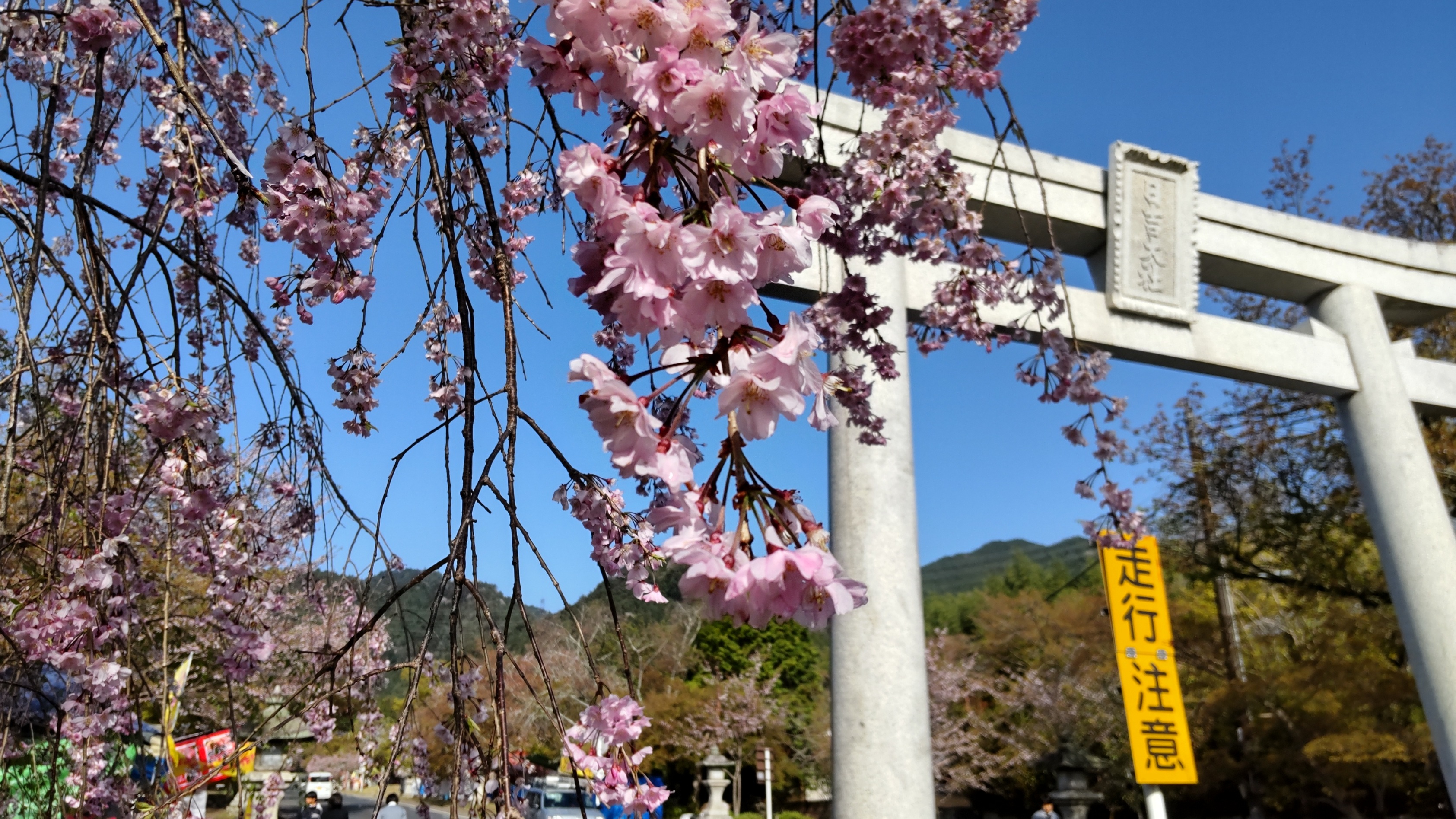坂本は先週末から日吉大社のお祭り、山王祭です＾＾