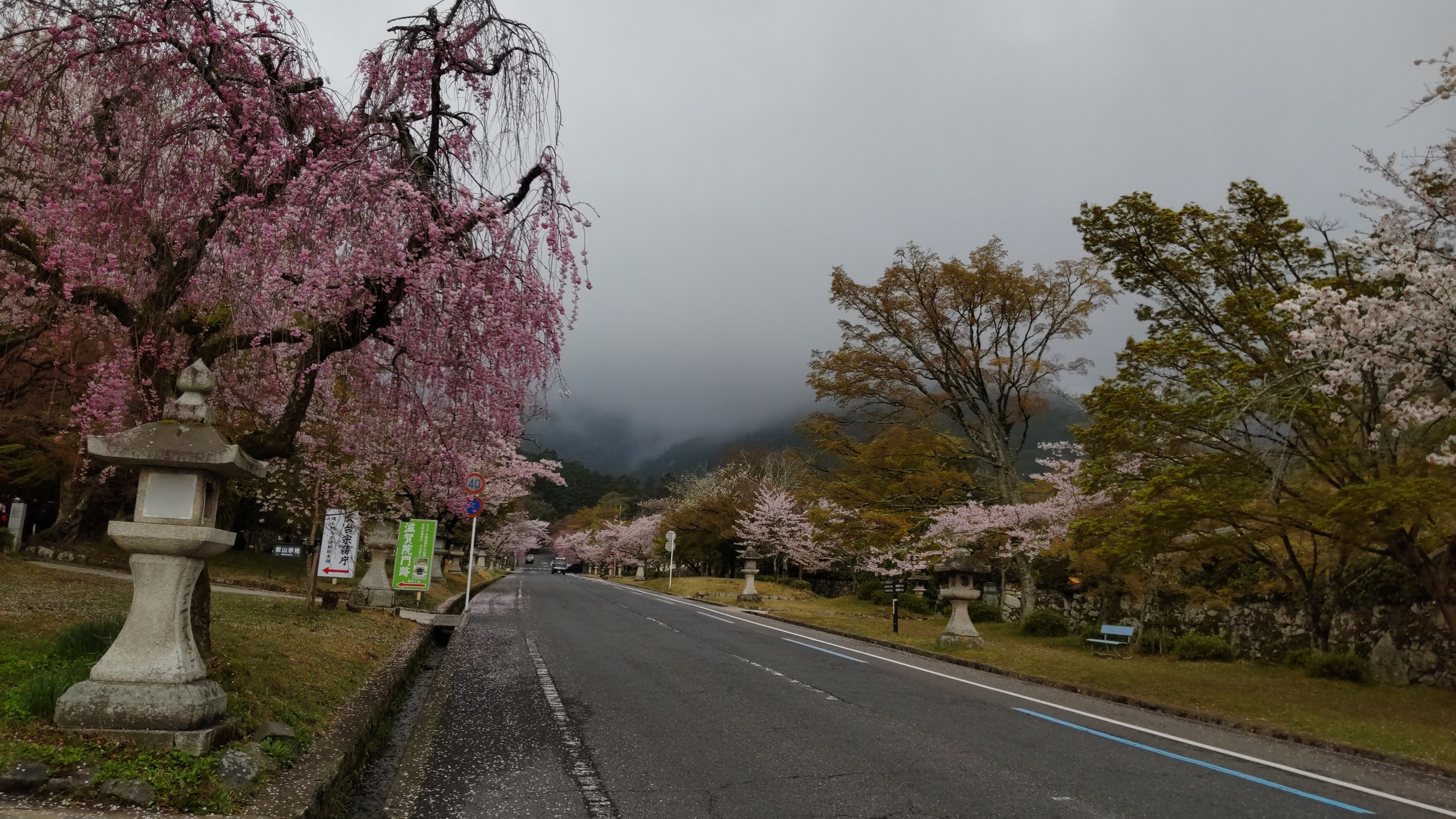 今朝は満開の桜、山には霧が掛かって＾＾