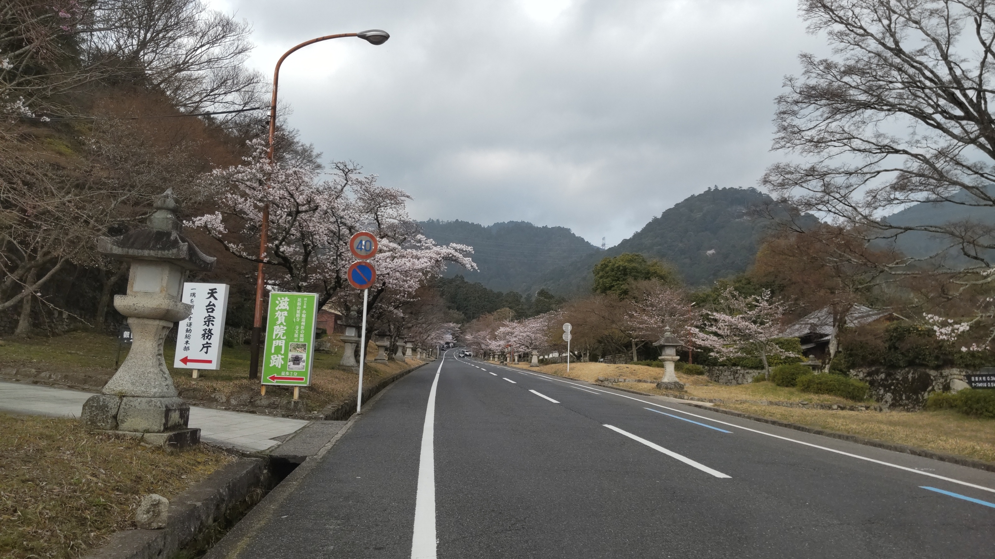 ソメイヨシノ、開花してきました＾＾