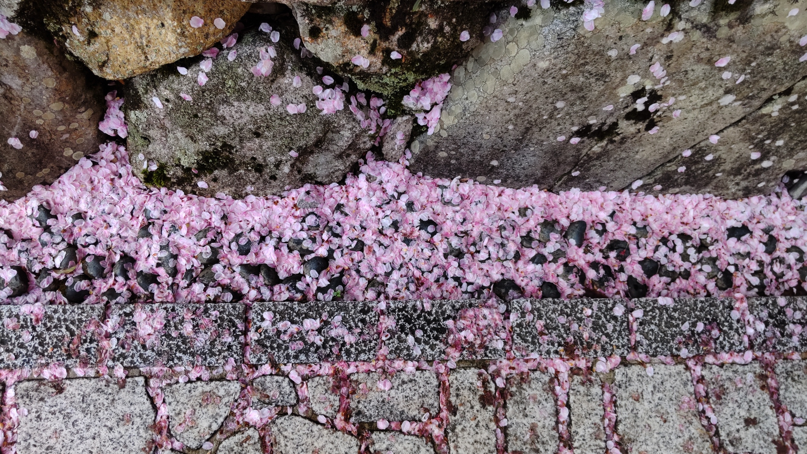 桜も花吹雪、道もピンク色に＾＾