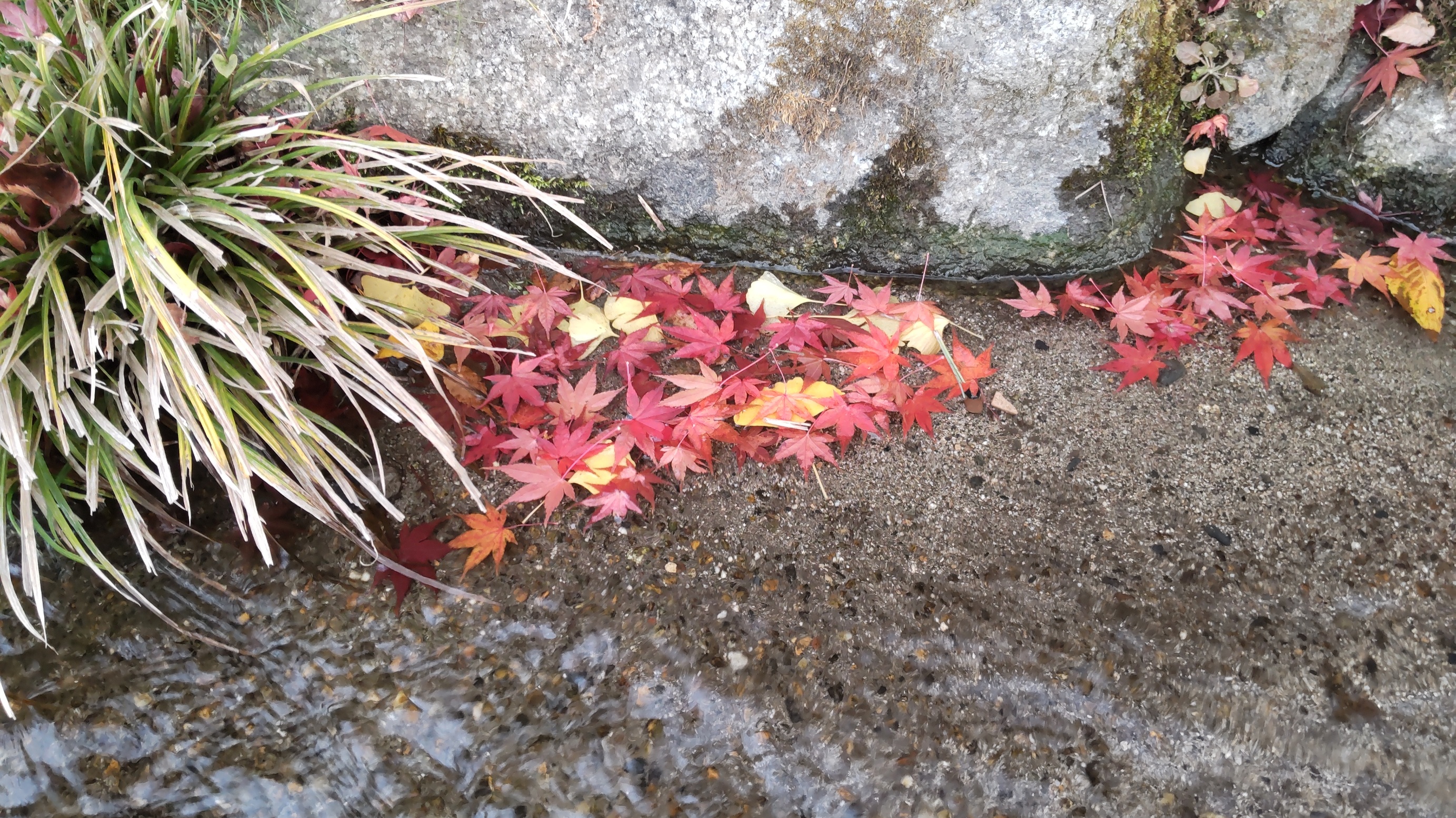 紅葉も終盤ですね