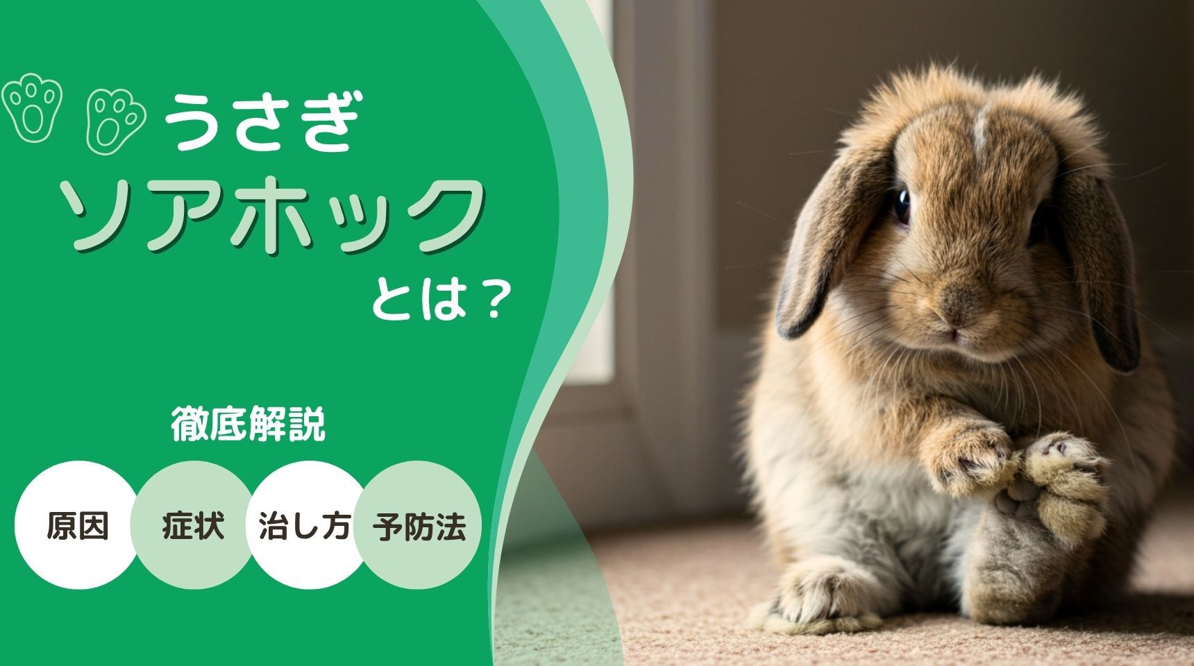 うさぎの「ソアホック」とは？原因・症状・治し方・予防法を徹底解説①