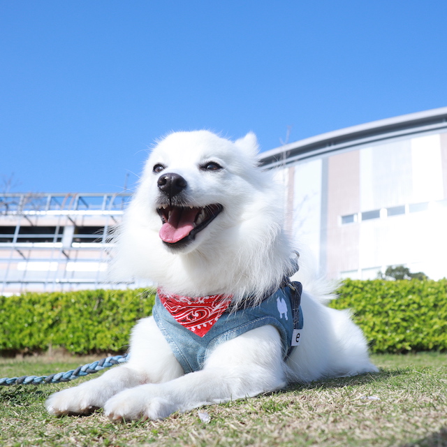 デニムハーネスがNHKで紹介されました！