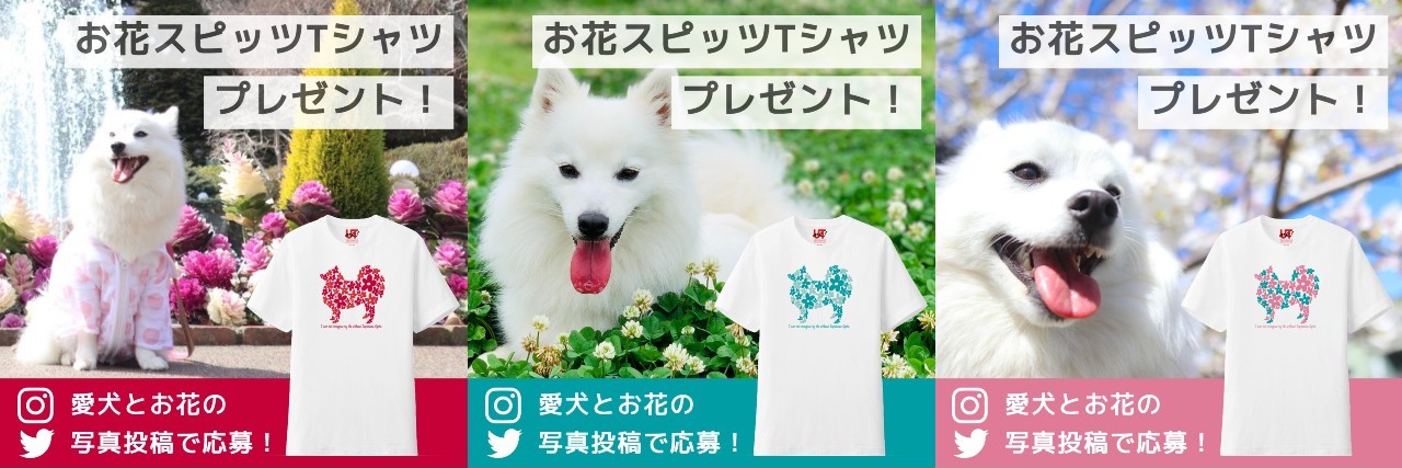 お花スピッツTシャツのプレゼントキャンペーンを実施します。