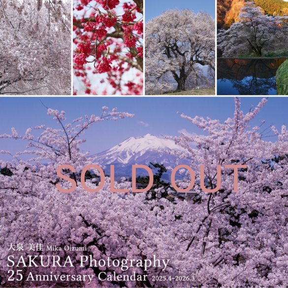 大泉美佳桜カレンダー 完売!