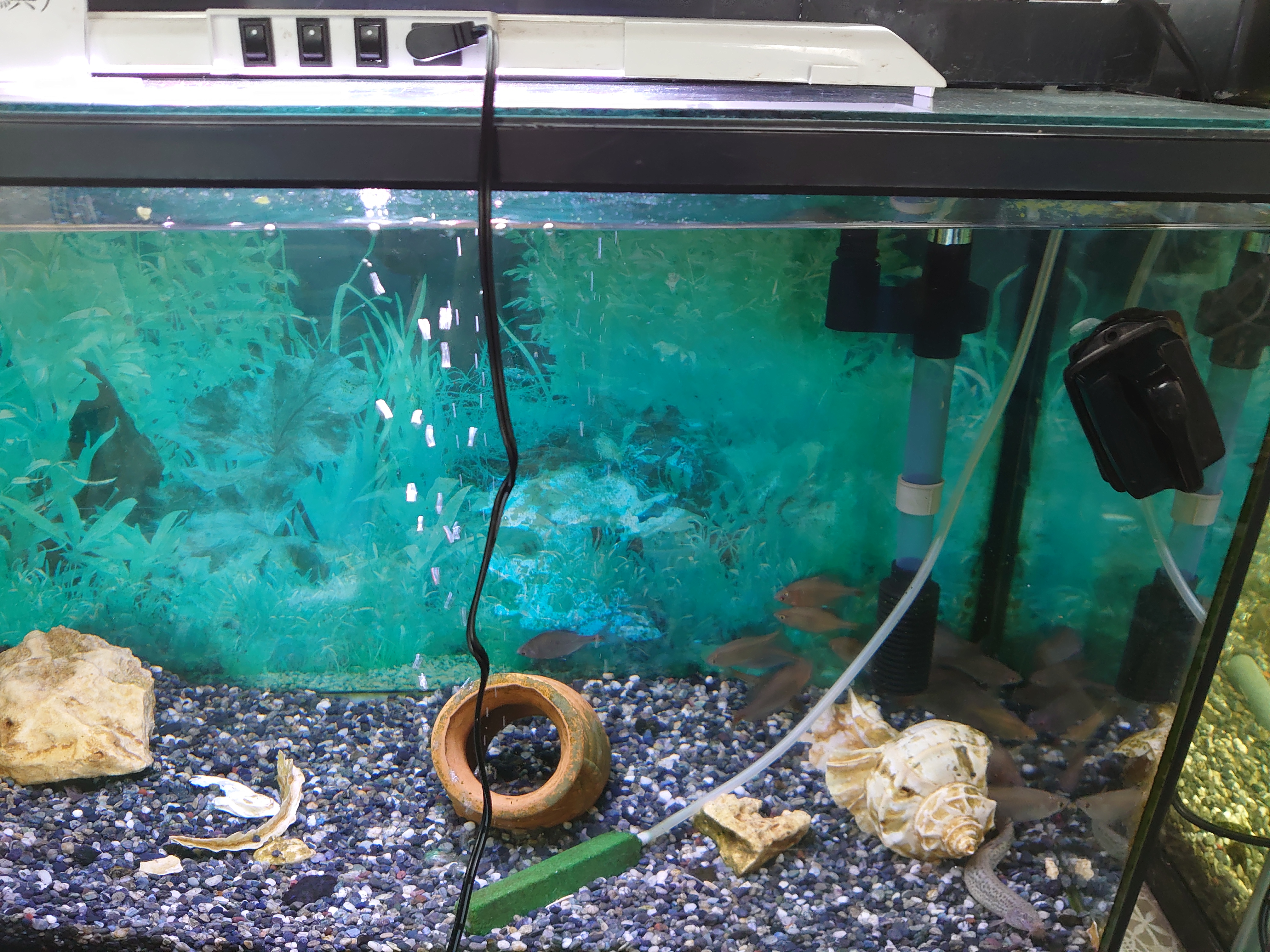 ドジョウ Not 熱帯魚