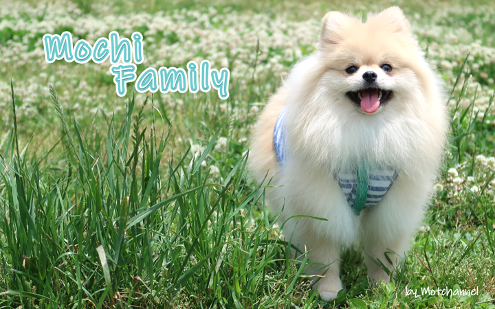 モチ建設 社長バッジ Mochi Family