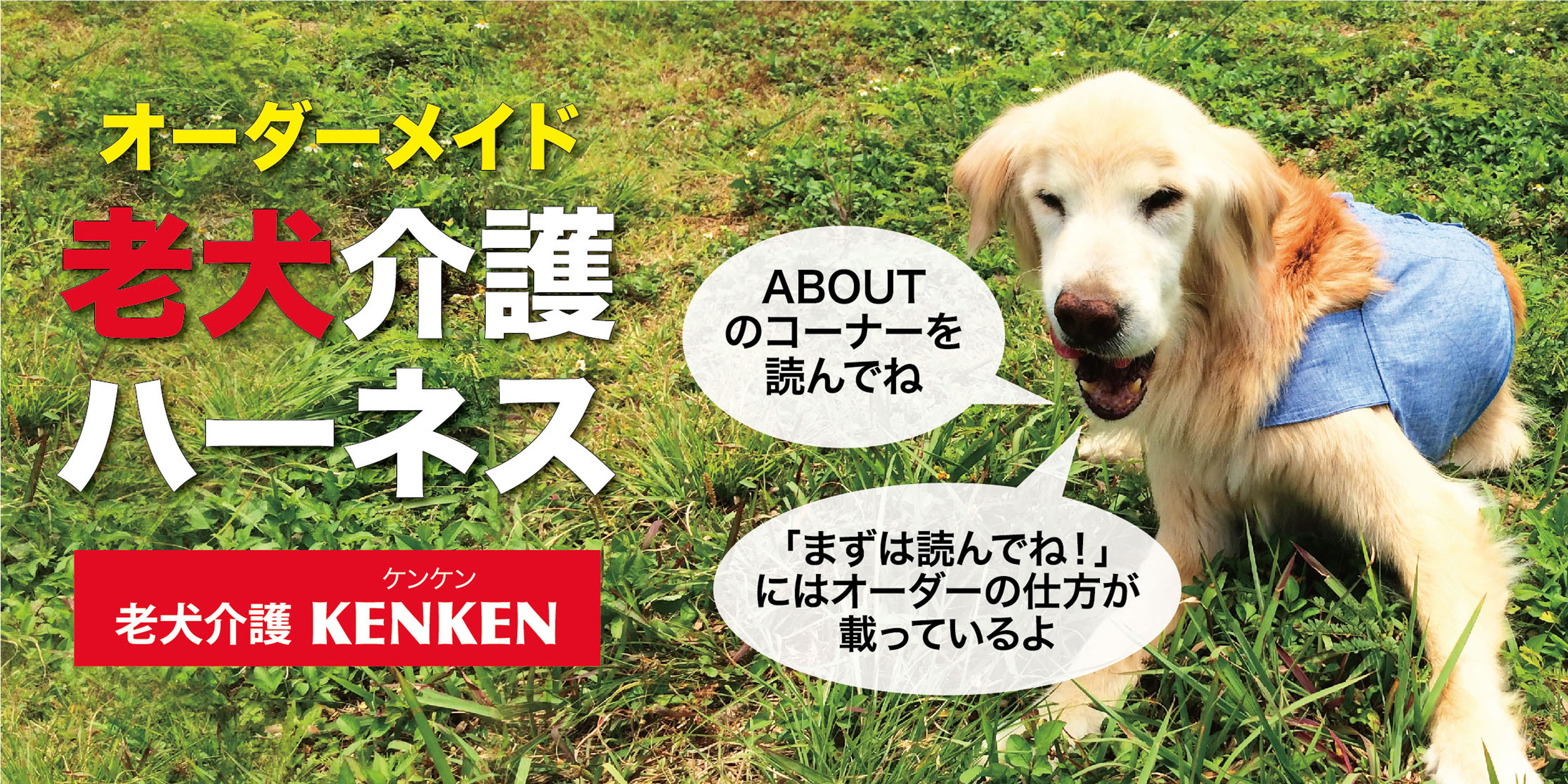 老犬介護kenken 老犬介護kenken