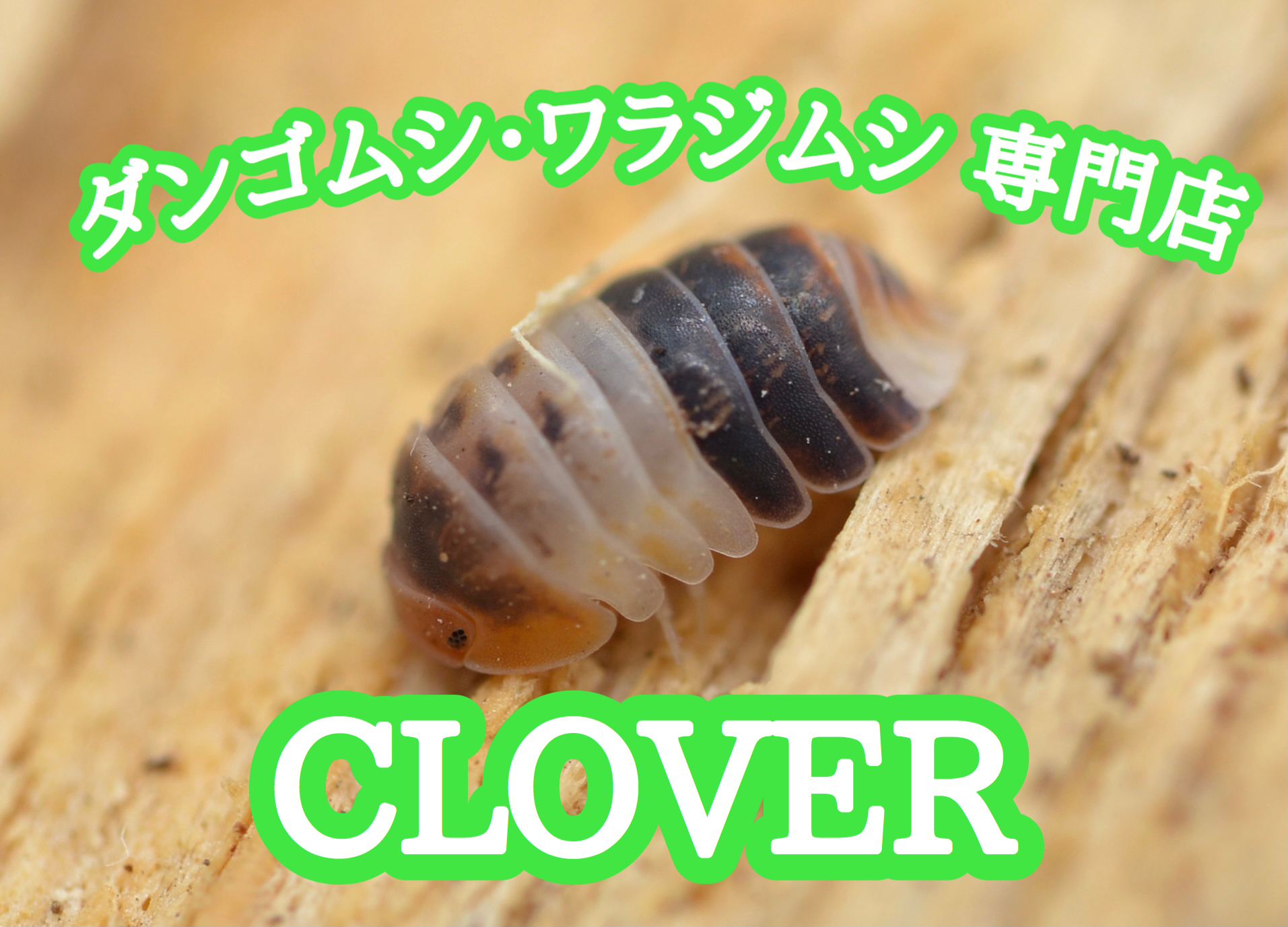 Blog ダンゴムシ ワラジムシ 専門店 Clover