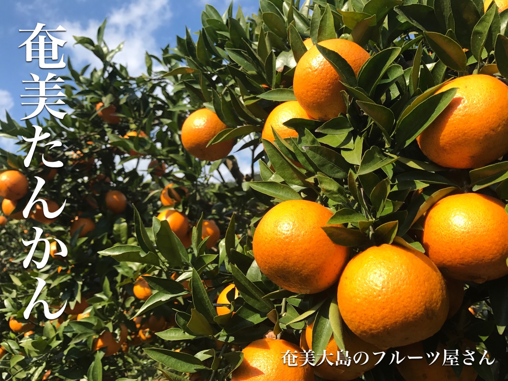 奄美大島のフルーツ屋さん たはら果樹園 奄美大島のフルーツ屋さん たはら果樹園