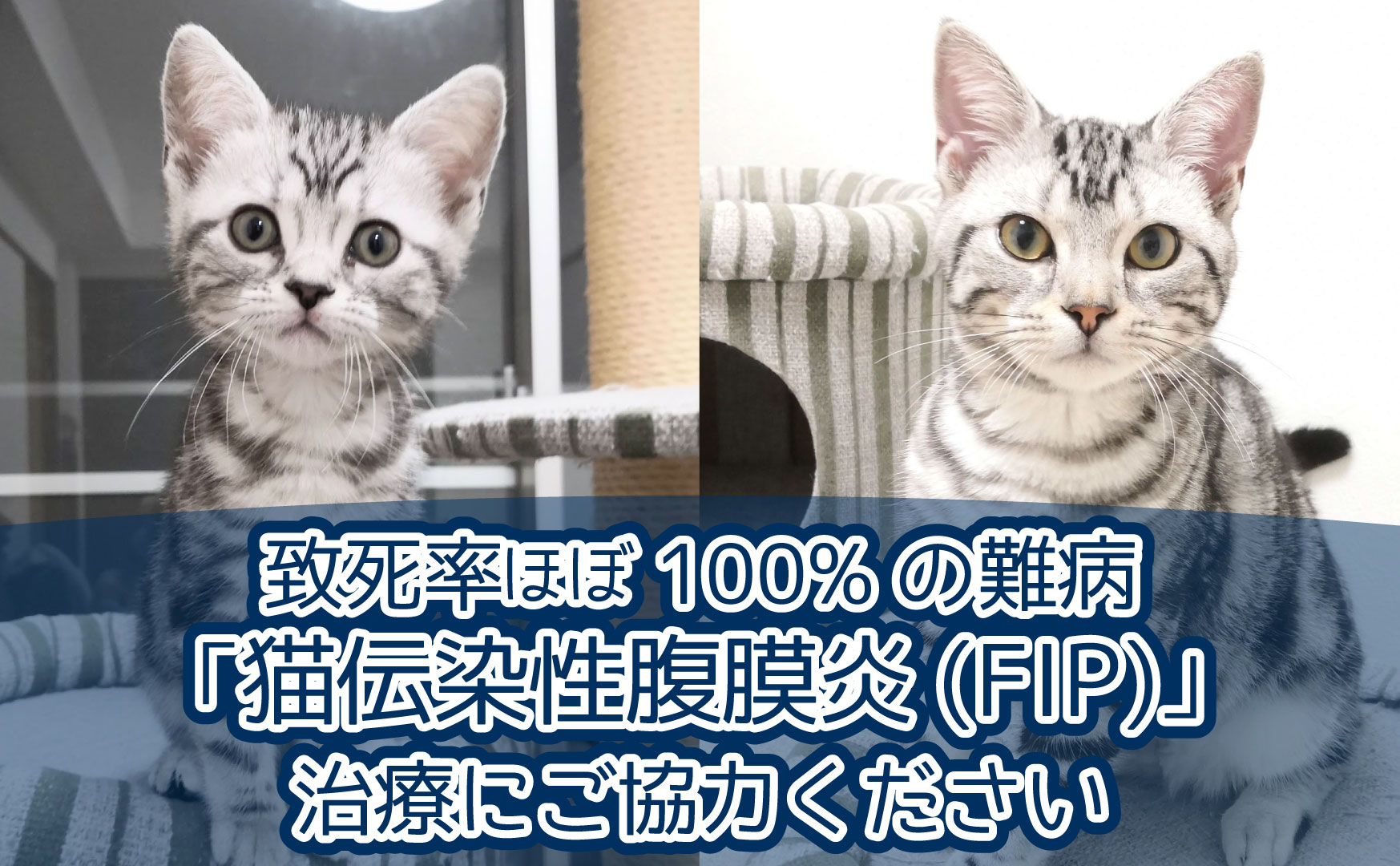 ABOUT  ほたて・空之助 FIP治療支援ショップ（猫コロナによる難病治療 