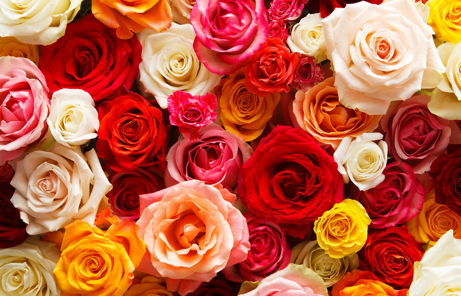 Afrika Rose Online Store