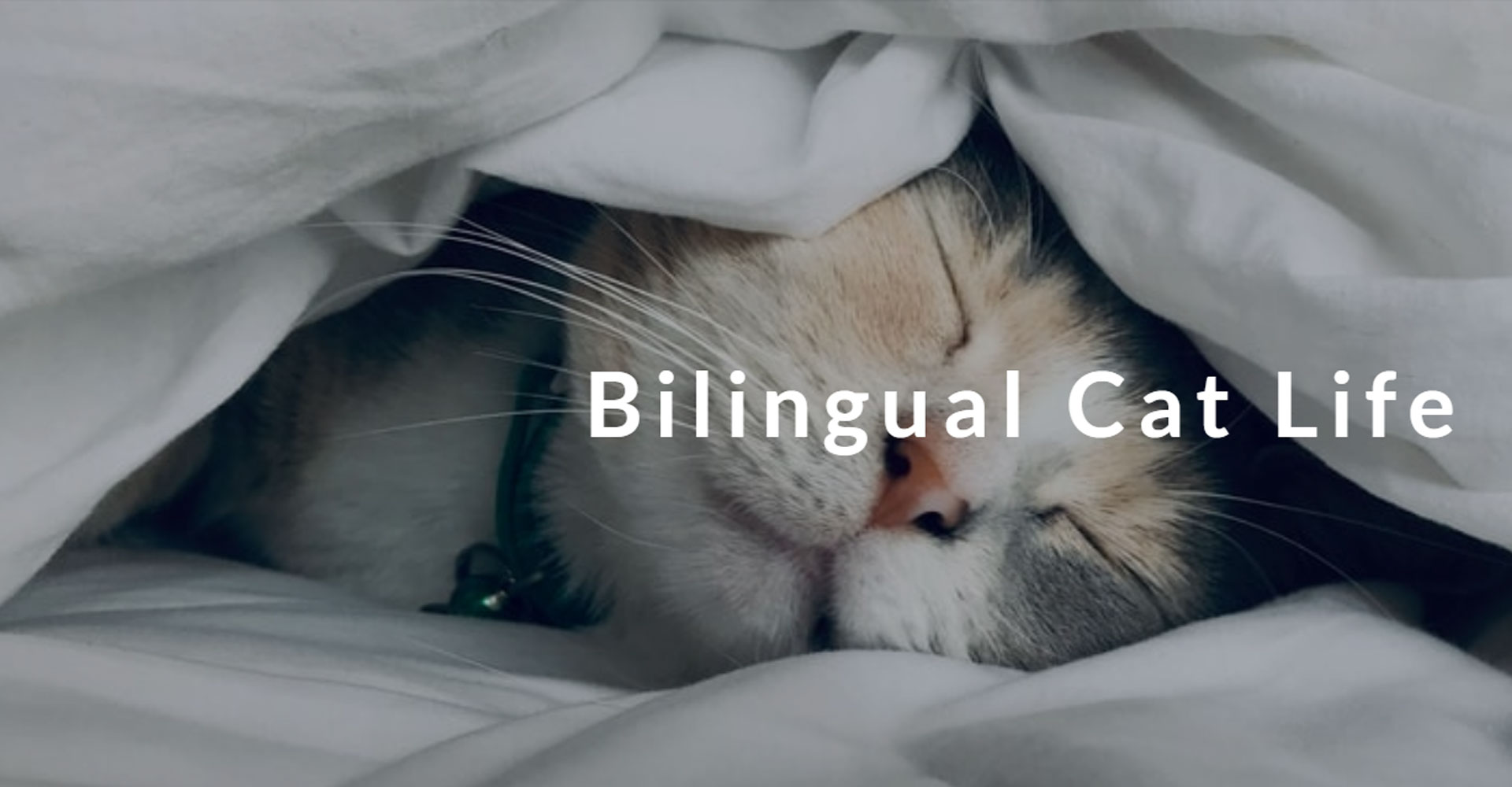 Bilingual Cat バイリンガルキャット