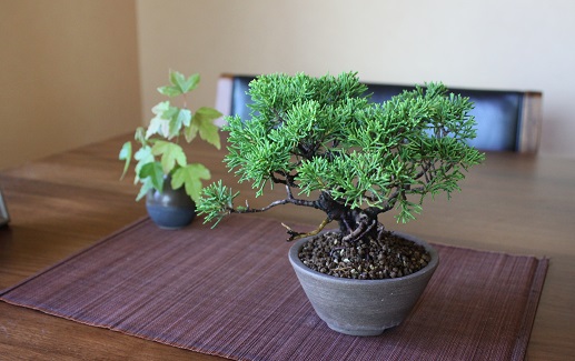 盆栽 藤花園