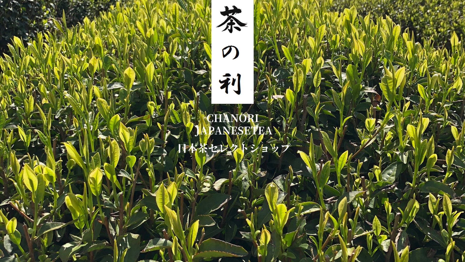 茶の利