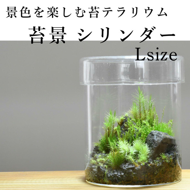 苔テラリウム専門ショップ道草