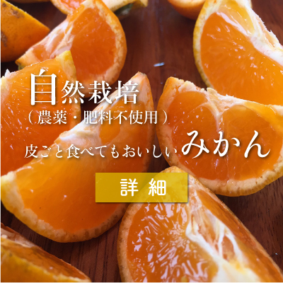 送料お得 自然栽培 金の蜜柑 15kg 熊本発 皮ごと食べられる温州みかん 宗自然農園 Official Online Shop